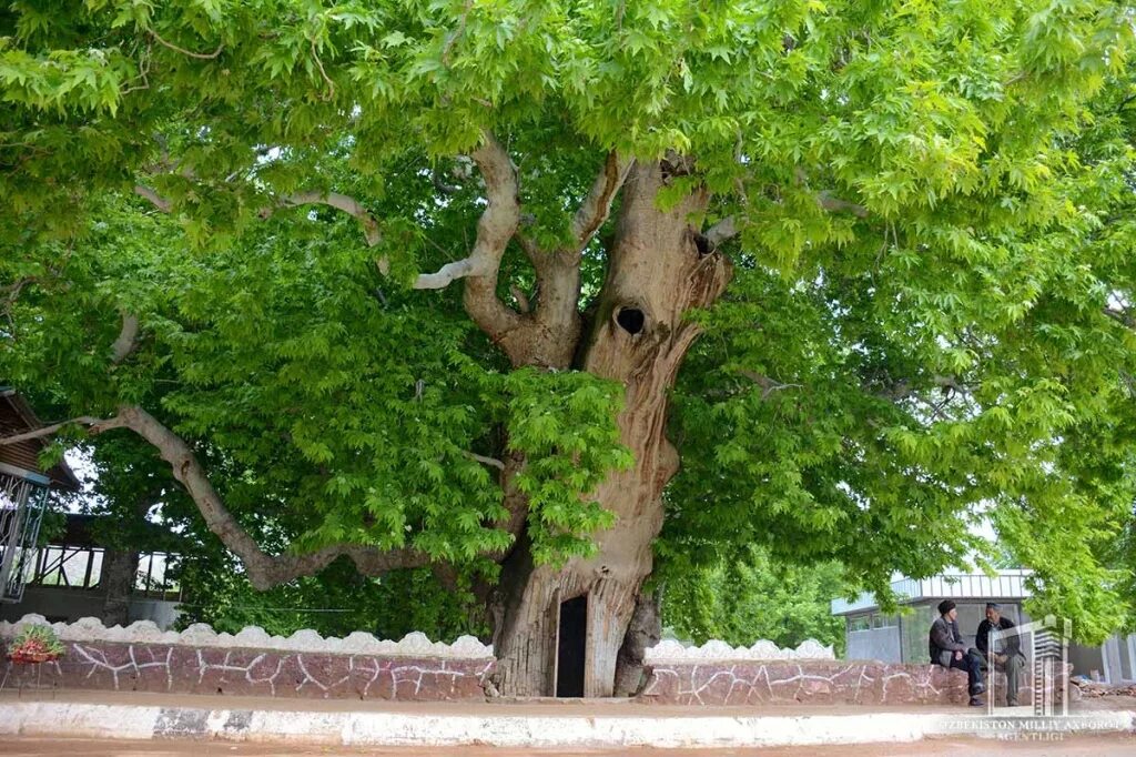 Что такое чинара. Чинар дерево в Узбекистане. Платан Чинара. Платан Чинара дерево. Платан Восточный (Чинар).