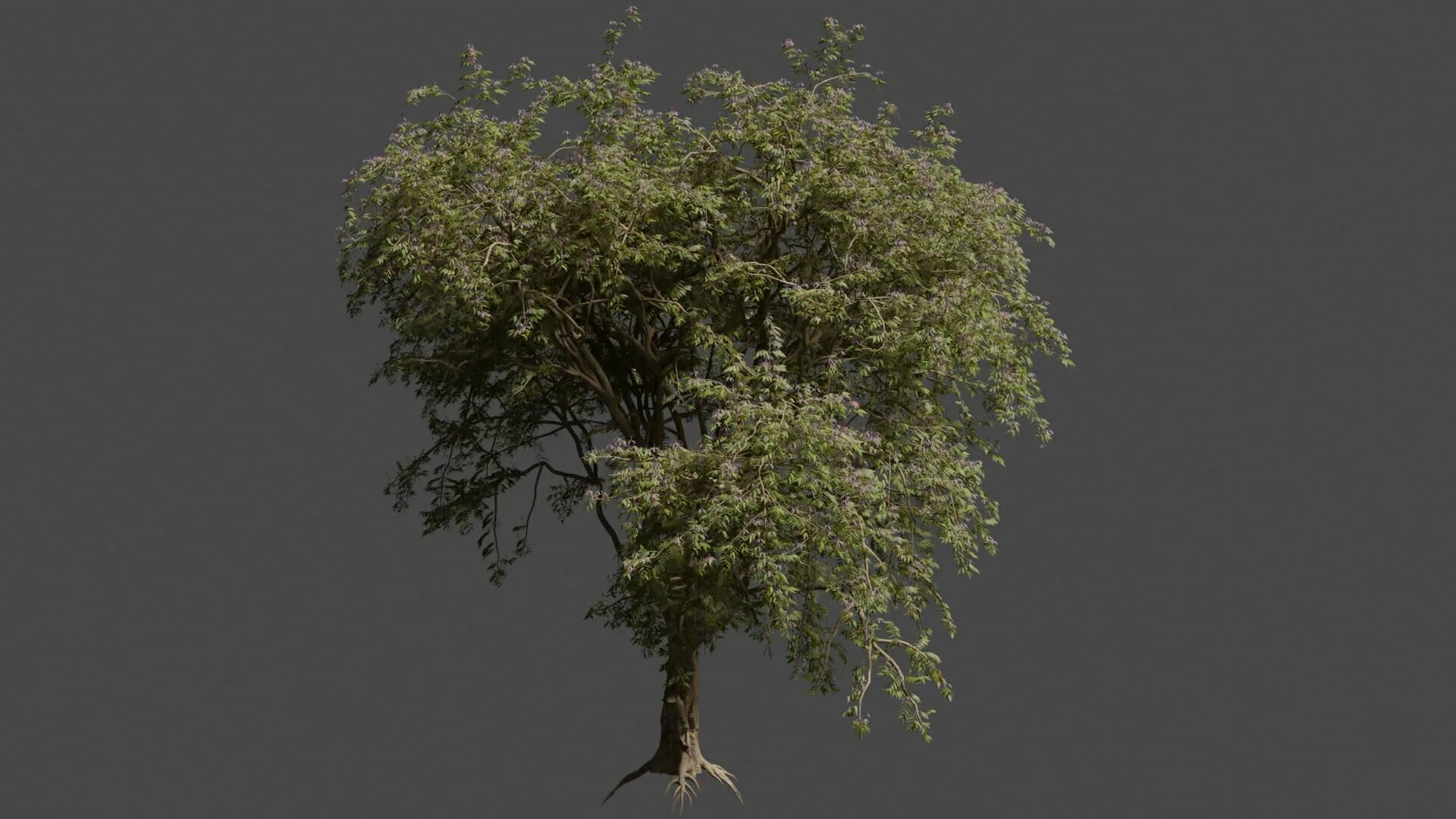 Дерево в блендер. Speedtree pine. kiparis speedtree. speedtree кофейный куст. blender дерево.