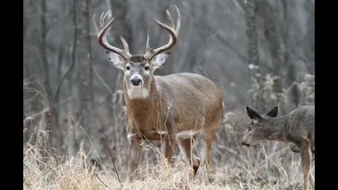 Big bucks
