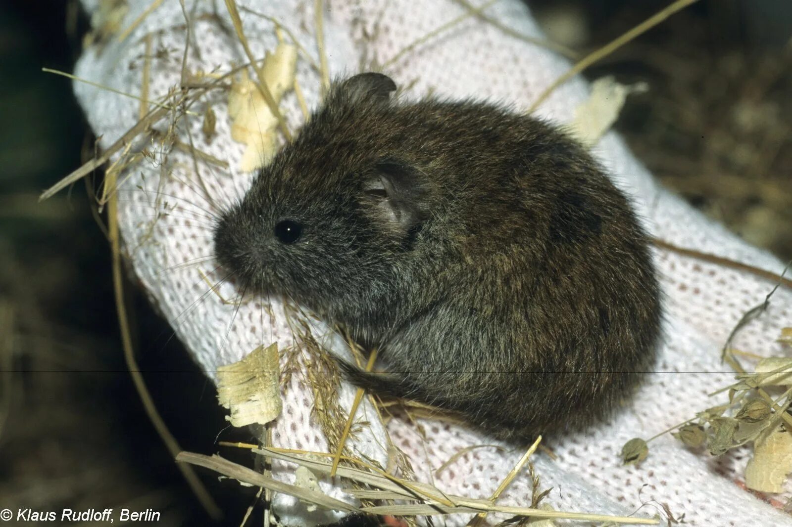 Полевка саламандра 2 новые. Clethrionomys rufocanus. обыкновенная полёвка. серая полевка. дршткова полевка.