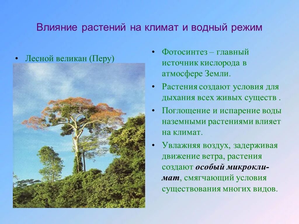 Влияние растений на климат. Влияние климата на растительность. Влияние растений на климат и Водный режим. Влияние леса на климат. Климат в жизни животных и растений рисунки