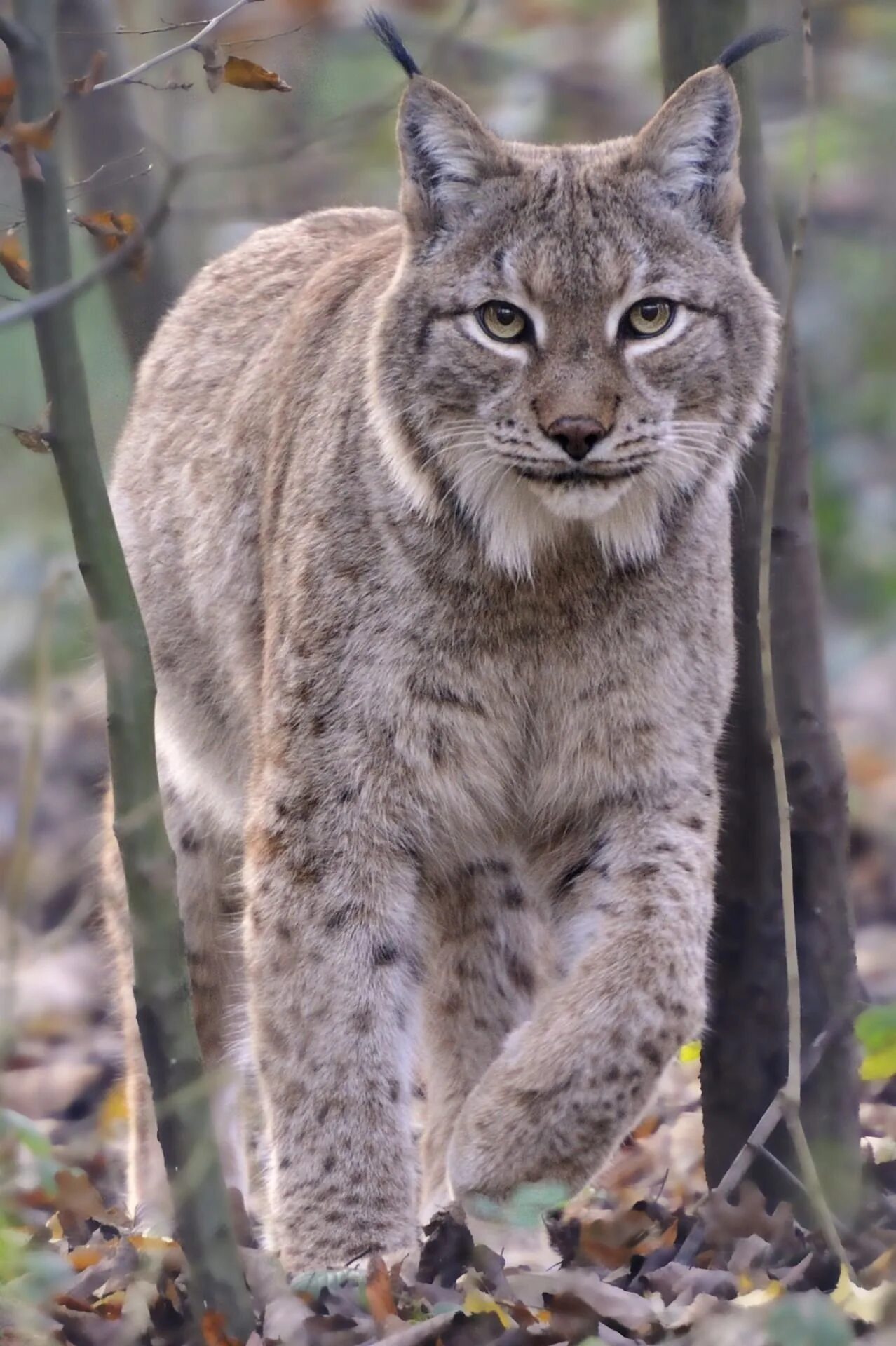 Рыси бывают. Рысь Линкс. Рысь - Lynx Lynx (Linnaeus, 1758). Канадская Рысь Бобкэт. Гималайская Рысь.