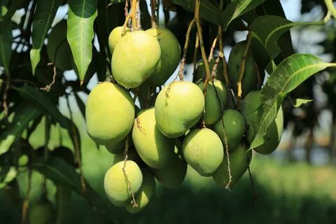 Mango de