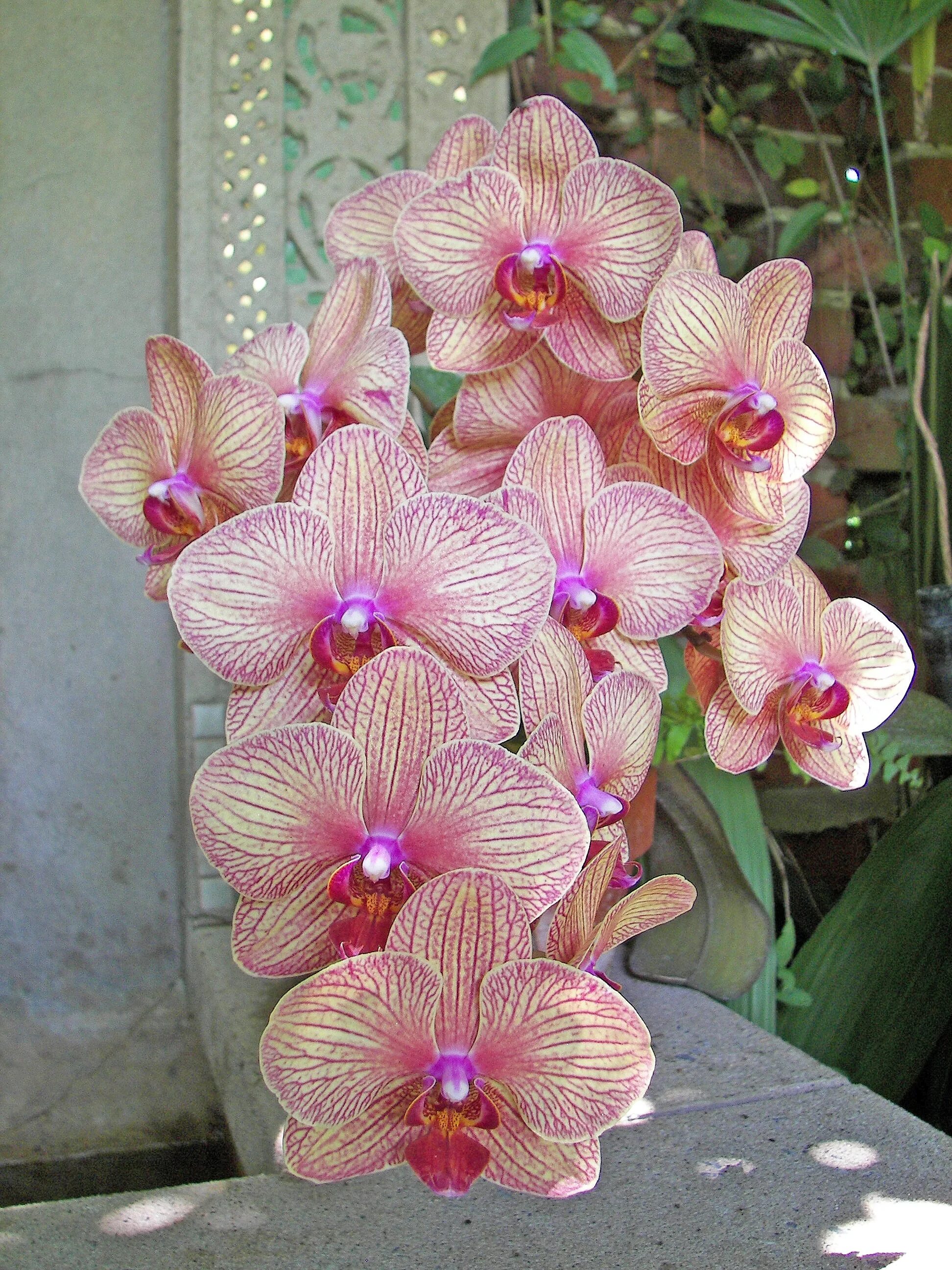 Victoria orchid