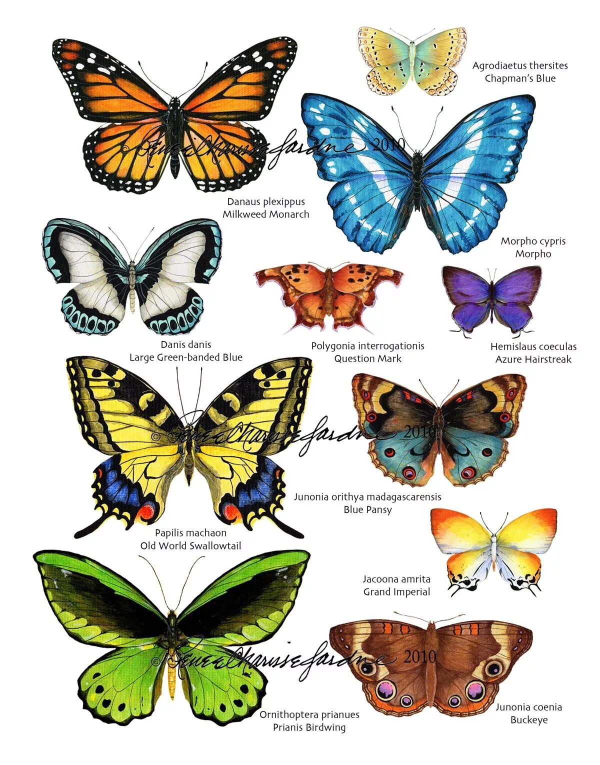 Какие имена бабочек. Бабочки и их названия. Разные бабочки. Разновидности бабочек. Виды бабочек с названиями.