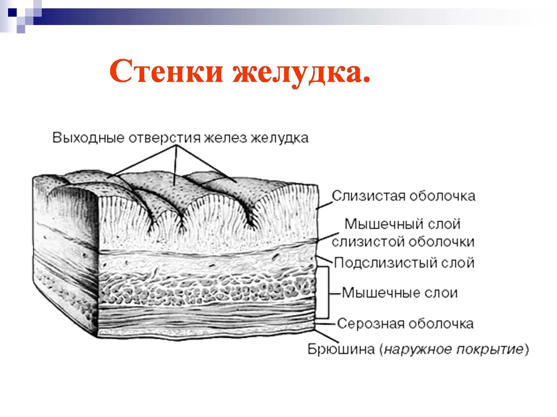 Строение стенки желудка анатомия. Строение стенки желудка слои. Строение слизистой стенки желудка. Схема строения стенки желудка. Слизистые покровы или гладкая поверхность