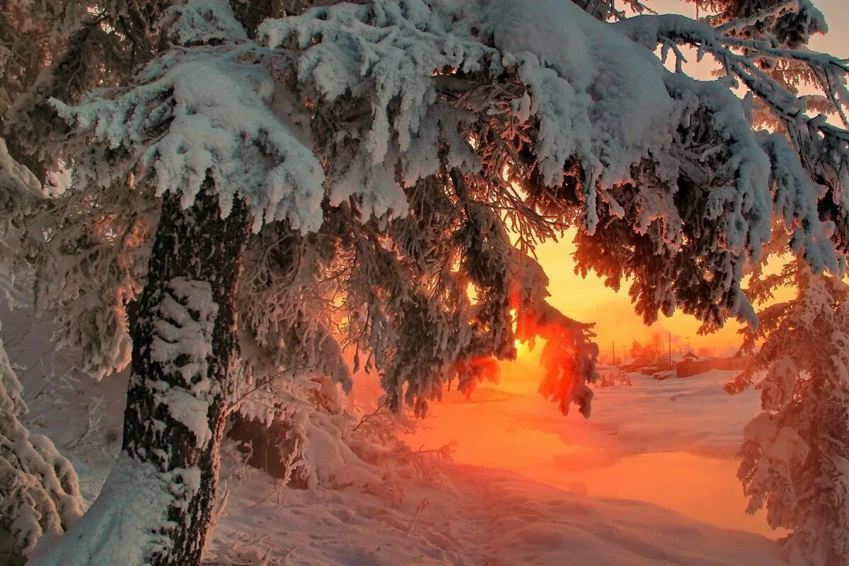 Зимняя красота. Сказочный зимний лес. Декабрь природа. Зимняя сказка природа. Полный месяц январь