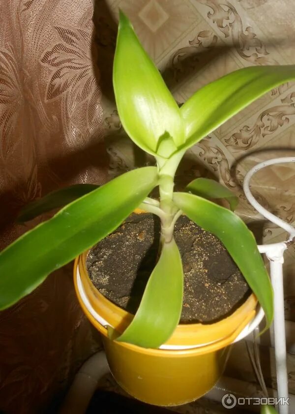 CALLISIA FRAGRANS FAMILY DOCTOR PLANT Ð·Ð¾Ð"Ð¾Ñ � Ð¾Ð¹ Ñ � Ñ � Herbal plants, Me