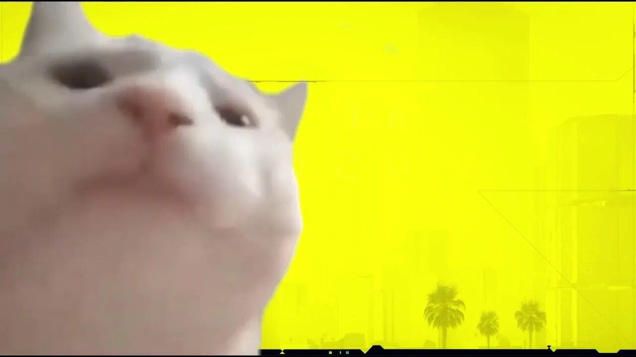 Танцующий головой кот. Кот двигает головой. котик качает головой. catjam. vibe cat.
