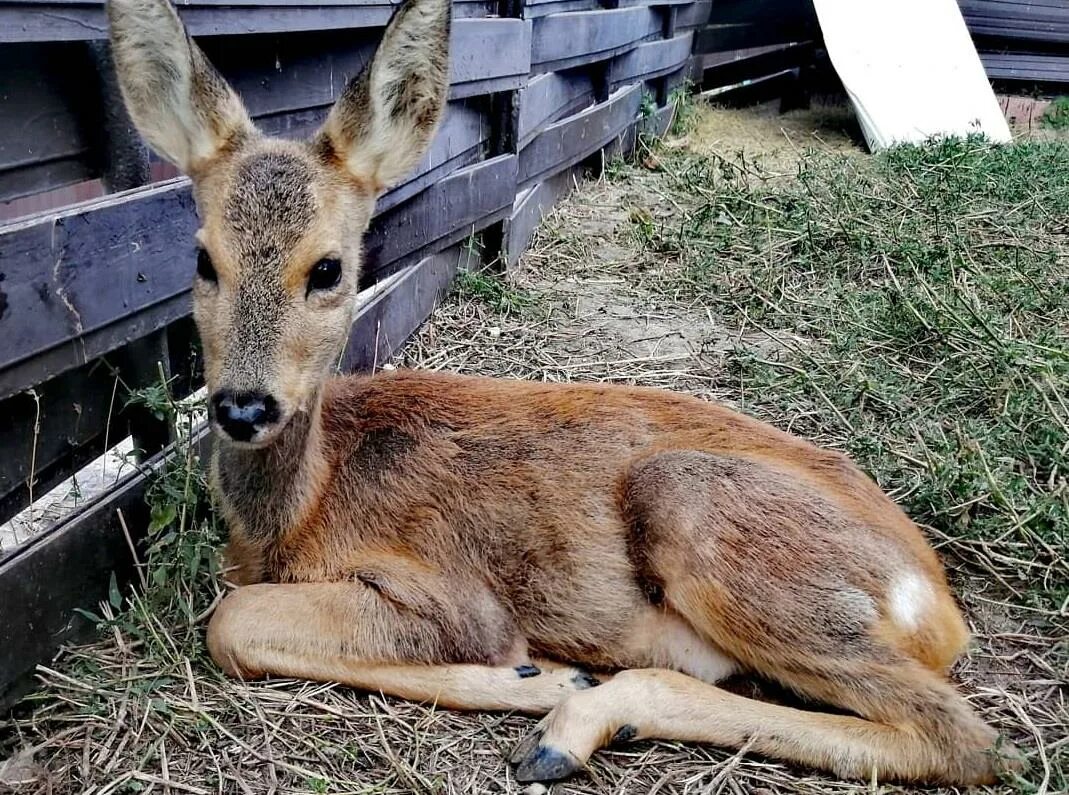 Европейская косуля. Косуля сибирская. Самарская косуля. Самарская косуля. Детеныш косули.