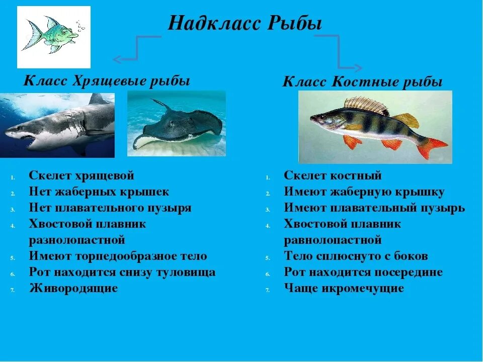 Представители группы рыбы 3. Костные рыбы и хрящевые рыбы. Костно-хрящевые рыбы представители. Класс хрящевые и костные рыбы. Классы рыб хрящевые костные.