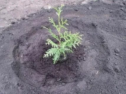 Как высадить тую в грунт осенью