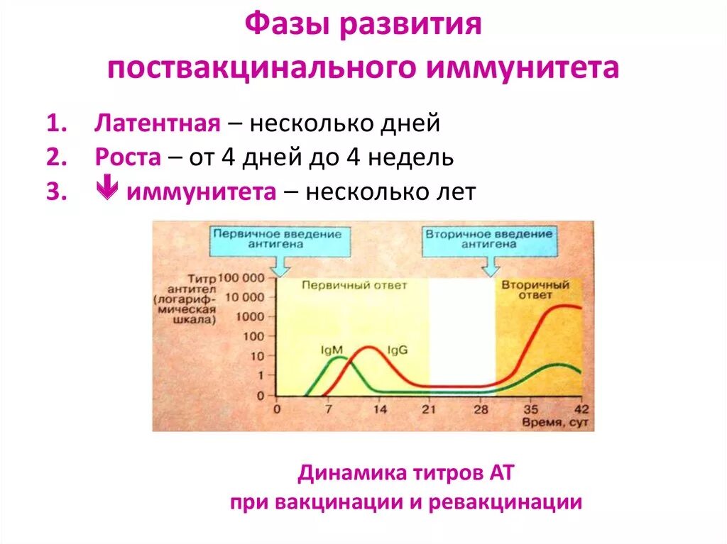 Иммунитет формирующийся после введения вакцин. Стадии формирования иммунного ответа при вакцинации. Формирование иммунитета при первичной вакцинации и ревакцинации.. Механизм формирования иммунитета при вакцинации. Формирование иммунитета после прививки Спутник v.