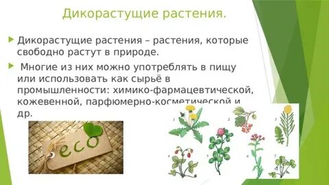 Что нужно знать при заготовке дикорастущих растений
