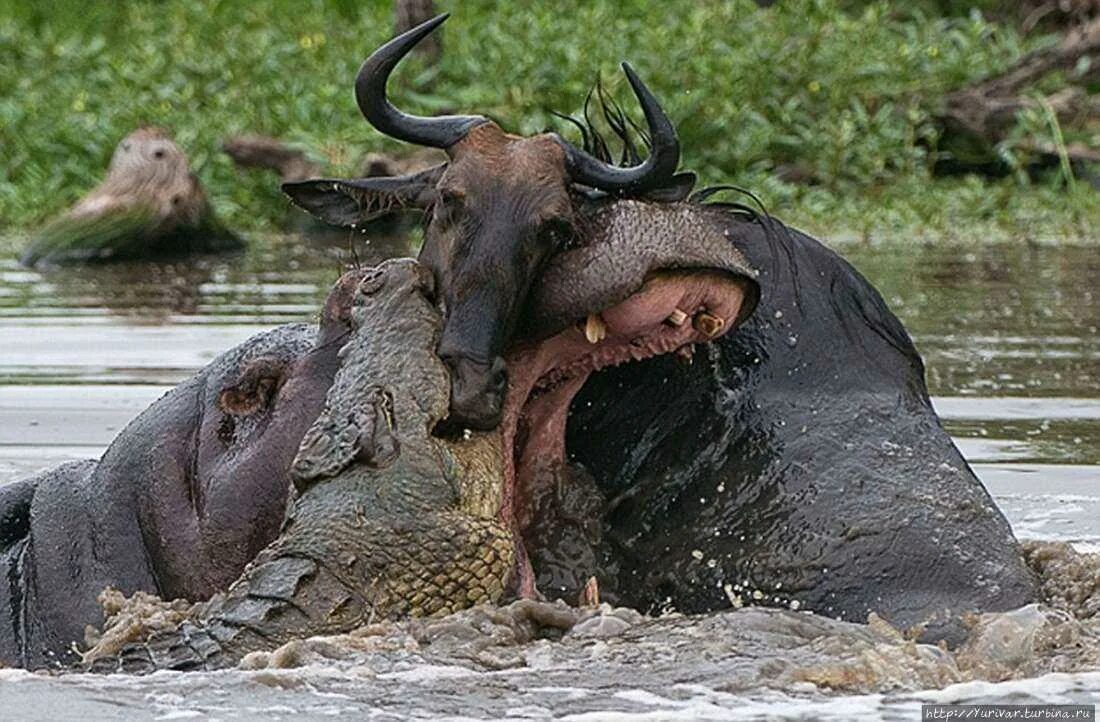Слоны едят мясо. Нильский крокодил против бегемота. Гребнисты крокодил против беге. Крокодил против антилопы гну.