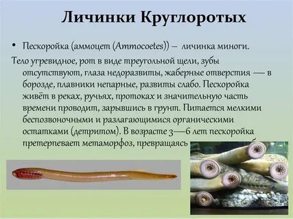 Личинка понятие
