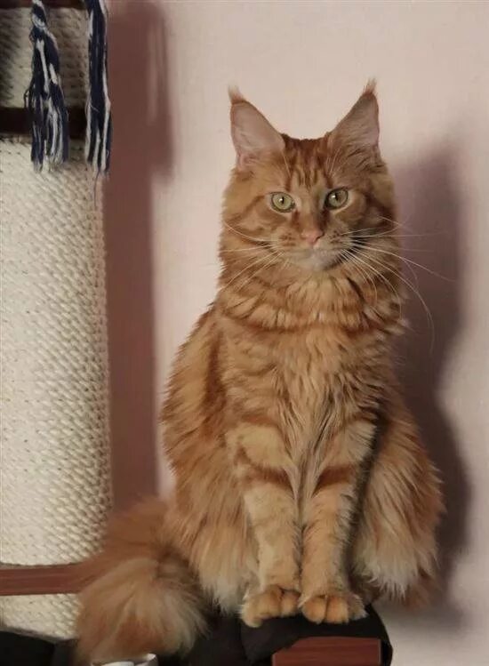 мейн кун метис. мейн кун сибирская персидская. мейн кун метис. британский мейн кун. кот метис мейн куна.