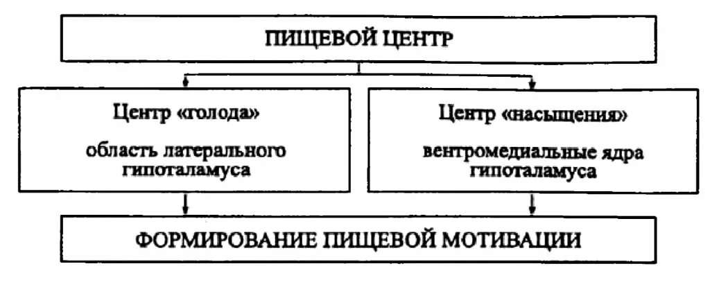 Где находится голод. Пищевой центр. Структура пищевого центра. Пищевой центр строение. Пищевой центр его организация физиология аппетита голода и насыщения.