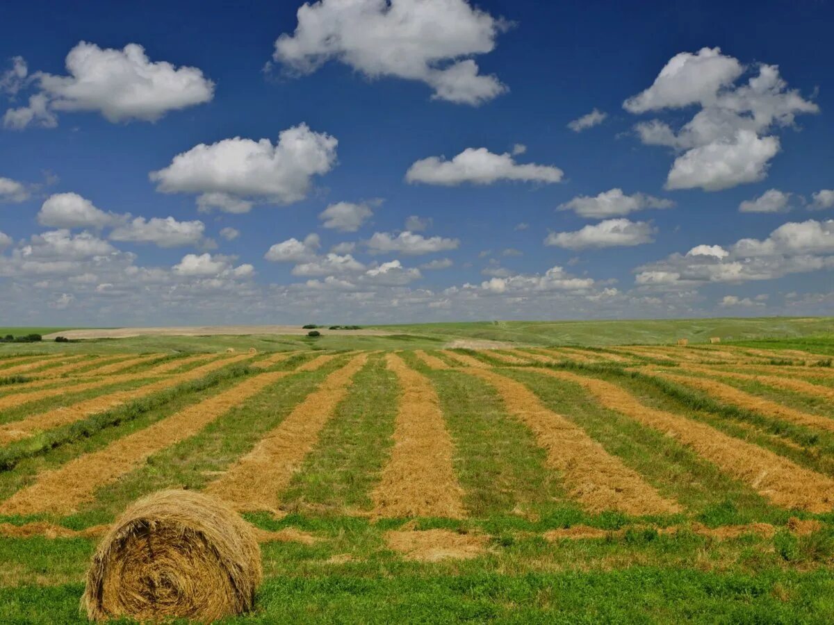 Насколько поле. Пахотные поля Белоруссия. Саскачеван поля. Степи Алтая поля сельского хозяйства. США сельхоз поля пейзаж.