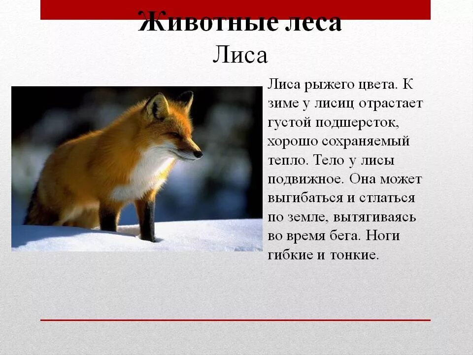 Доклад про лисов. Рассказ о лисе. Рассказ про лису. Доклад о лисе. Доклад про лису.