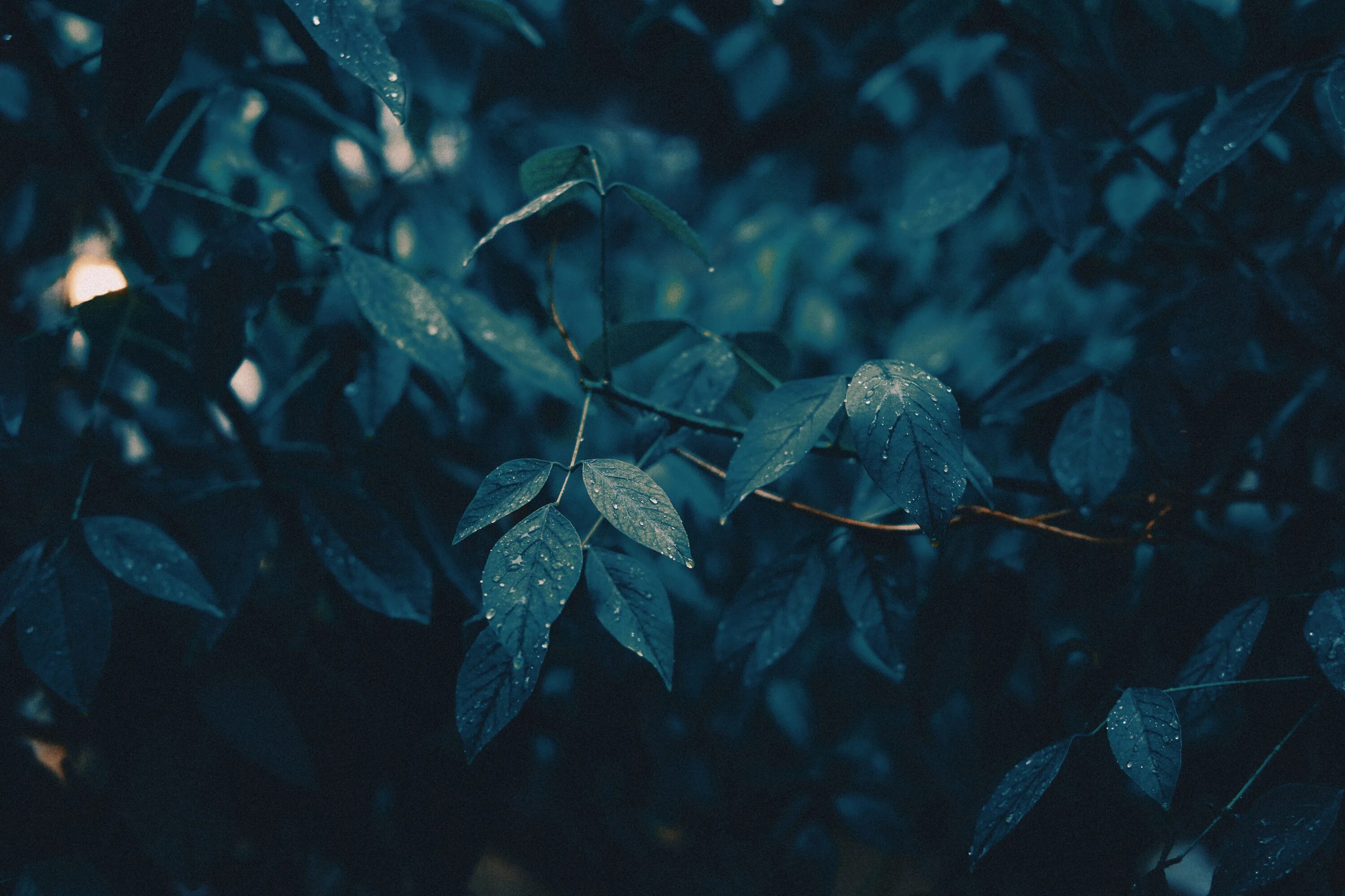 Ночью по листьям стучал беспрерывно. Листья Эстетика. Темные листья. Темно зеленые листья. Листочки Эстетика.
