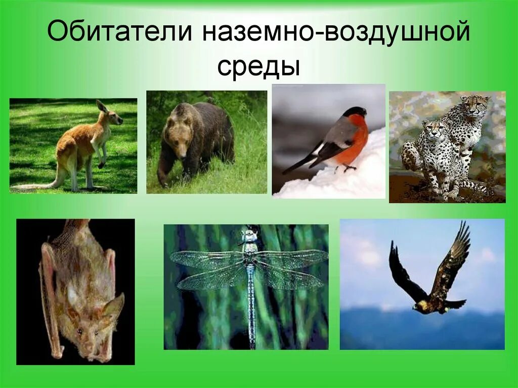 Кто живет в наземной среде. Обитатели наземно-воздушной среды. Наземно-воздушная среда. Наземноводзудашная среда обитания. Обитатели наземно воздушной соеду.