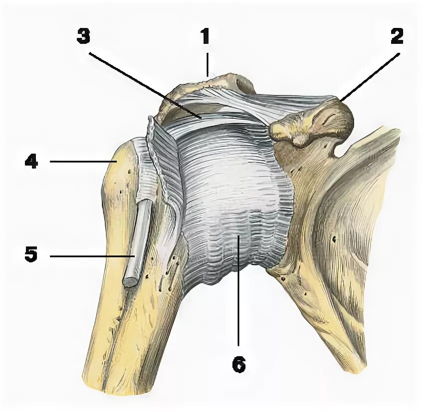 Соединения костей плечевого пояса. Плечевой сустав соединение костей. Капсула плечевого сустава анатомия. Суставная капсула плечевого сустава анатомия. Клювовидно плечевая связка плечевого сустава.
