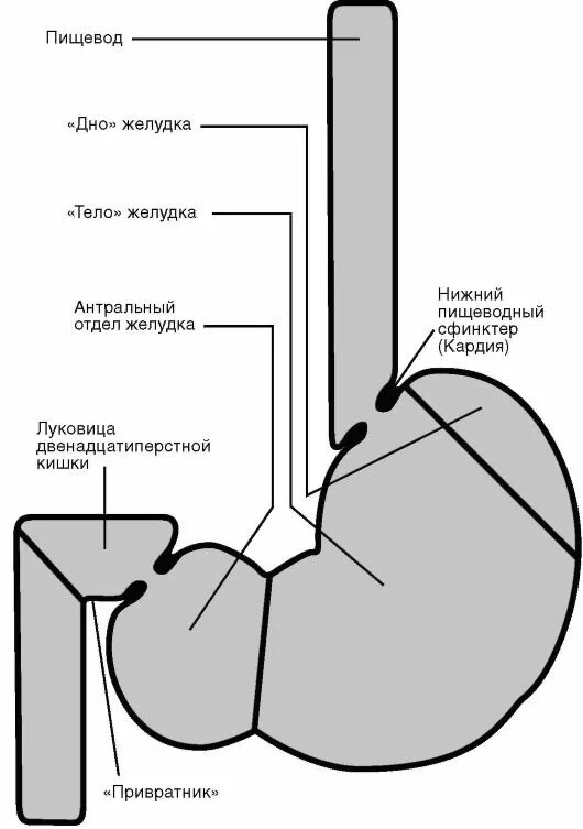 Кт пищевода и желудка