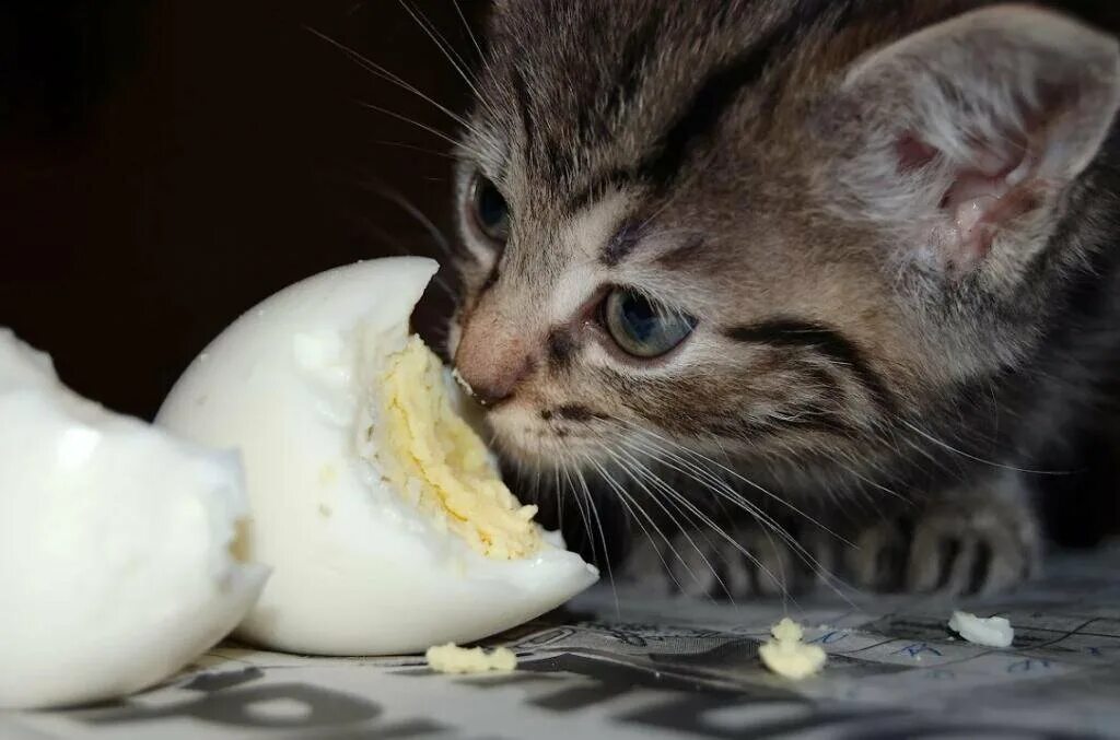 Кошка ест яичницу. Котенок с сыром. Кошке можно давать яйцо