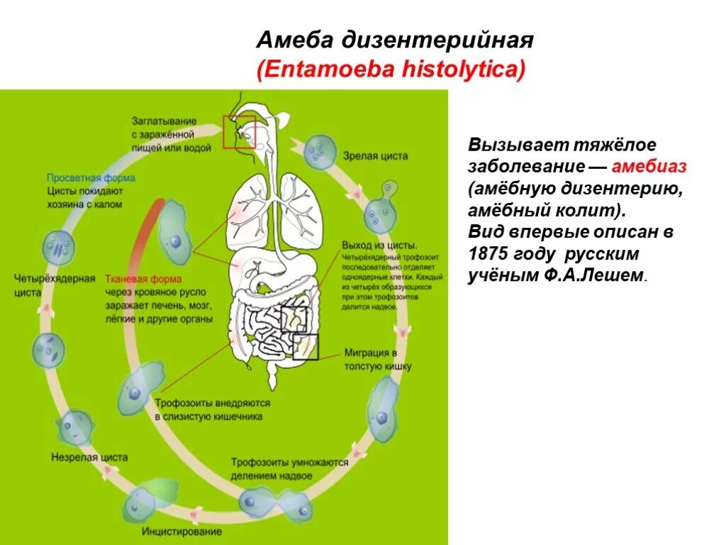 В каком организме происходит развитие дизентерийной амебы. Цикл развития амебиаза схема. Жизненный цикл дизентерийной амебы. Амебная дизентерия жизненный цикл. Амебная дизентерия цикл развития.