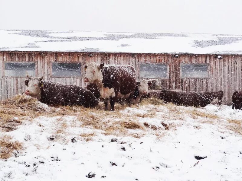 Погода в чилино. Храм село Чилино Кожевниковский район. Чилино Томская область. Село Чилино 1984. Деревня Чилино Томская область.