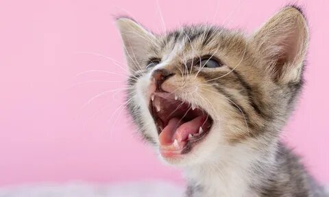 Почему котенок зевает