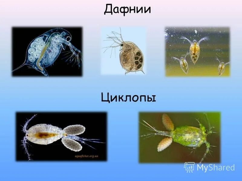 Циклоп дафнии мелкие рачки. Систематика дафнии обыкновенной. Дафния относится к ракообразным. Ракообразные дафния обыкновенная. Дафния относится к ракообразным.