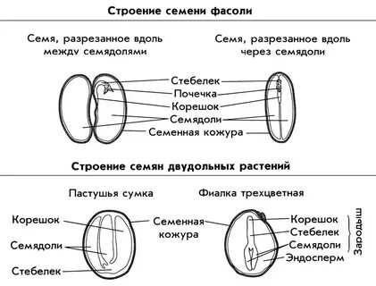 Строение семян 6 класс биология конспект