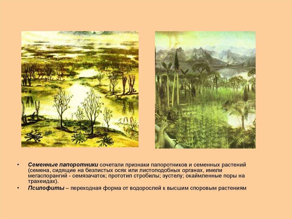 Семенные папоротники переходная форма. Переходная форма папоротников и голосеменных. палеозойские семенные папоротники. семенные папоротники переходная форма между.