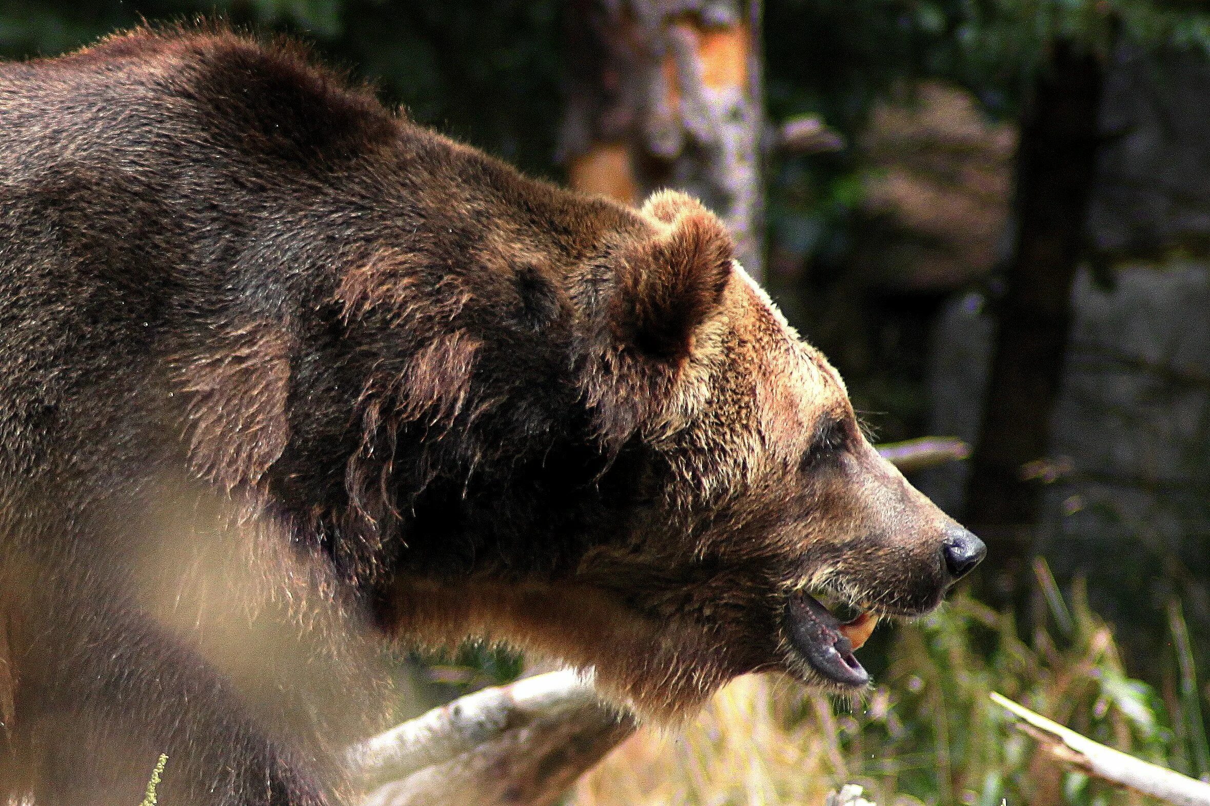 Приснился медведь бурый. Сонник нападение медведя. Снится медведь нападает. Медведь во сне к чему. Приснился медведь.