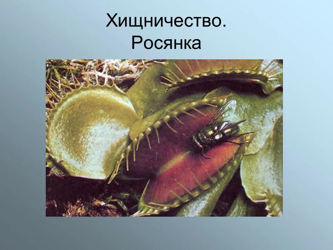 Хищничество является примером. Хищничество. Хищничество растений и животных. Хищничество это в биологии. Тип взаимоотношения хищничество.