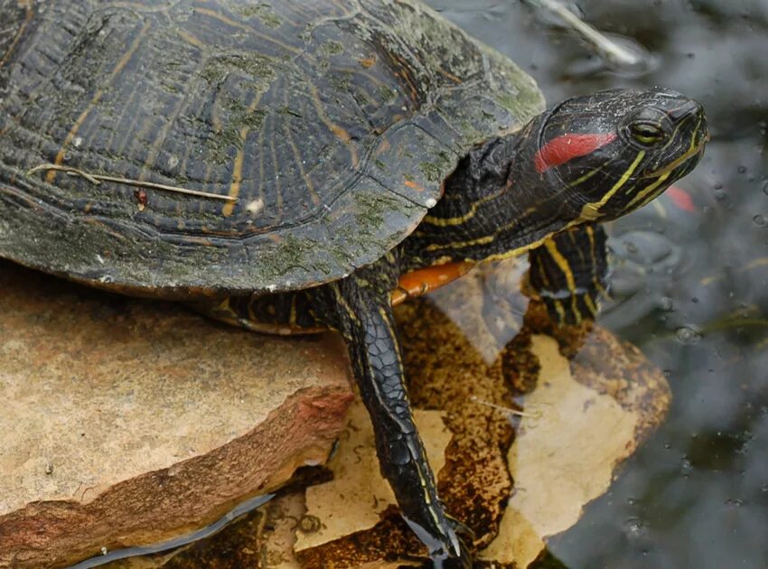 Место обитания большой черепахи. Красноухая Болотная черепаха. Морская черепаха красноухая. Красноухая Пресноводная черепаха. Черепаха водная красноухая.