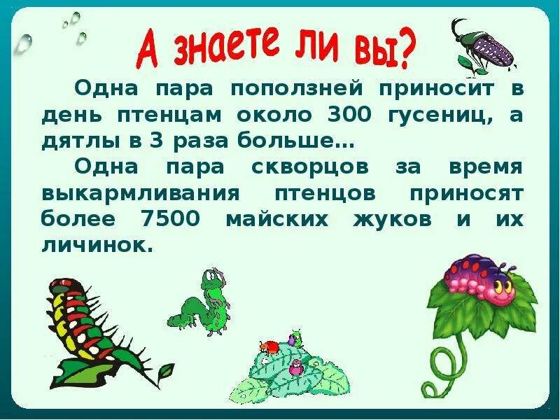 Как животные питаются 3 класс окружающий. Как питаются животные. Сообщение как питаются животные. Рассказ как животные питаются. Презентация о питании животных 3 класс.