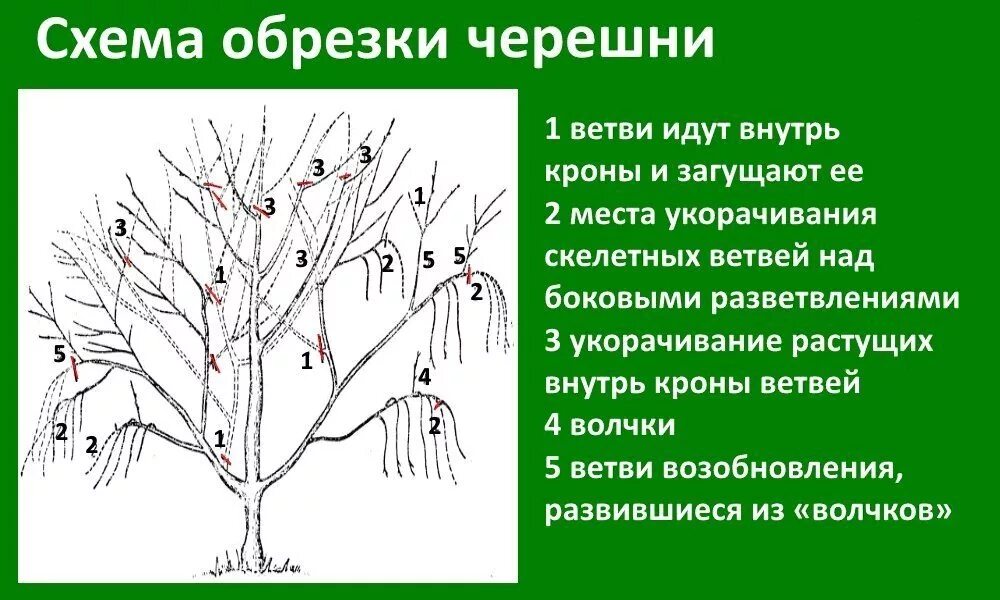 Обрезка черешни когда и как правильно. Схема подрезки вишни весной. Обрезка вишни и черешни весной. Правильная обрезка вишни весной схема. Схема обрезки черешни летом.