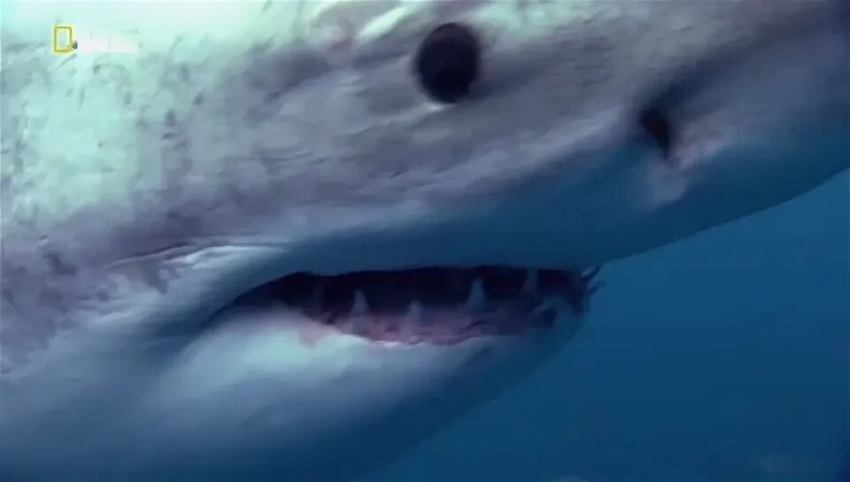 Нападение акул в весенние каникулы. Сон большая акула нападает. Акула нападения 2017