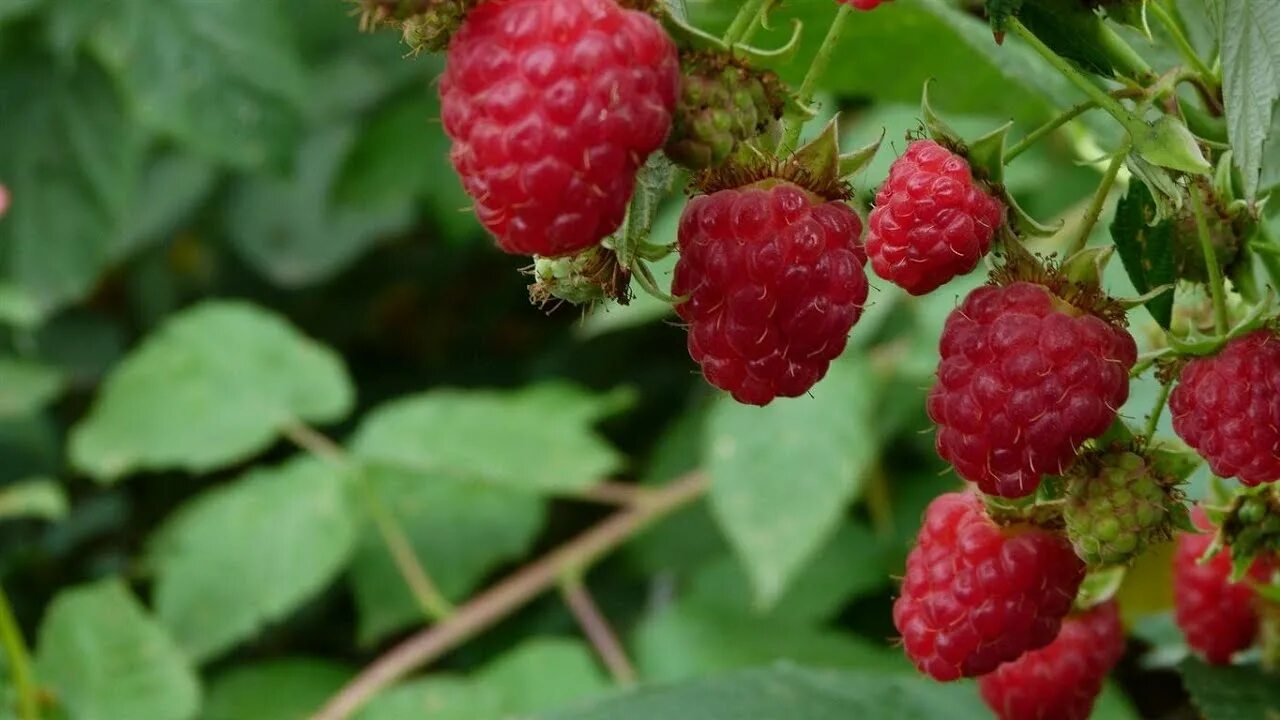 Красивые ягоды малины. Малина rubus idaeus. Малина ремонтантная бабье лето. Малина грисс. Малина ягода малина.