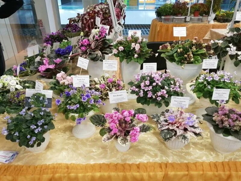 Фиалка ле тедди. Выставка фиалок. Выставка фиалок в спб 2021 на литейном. Выставка фиалок в кировском универмаге. Универмаг кировский спб выставка продажа герани.