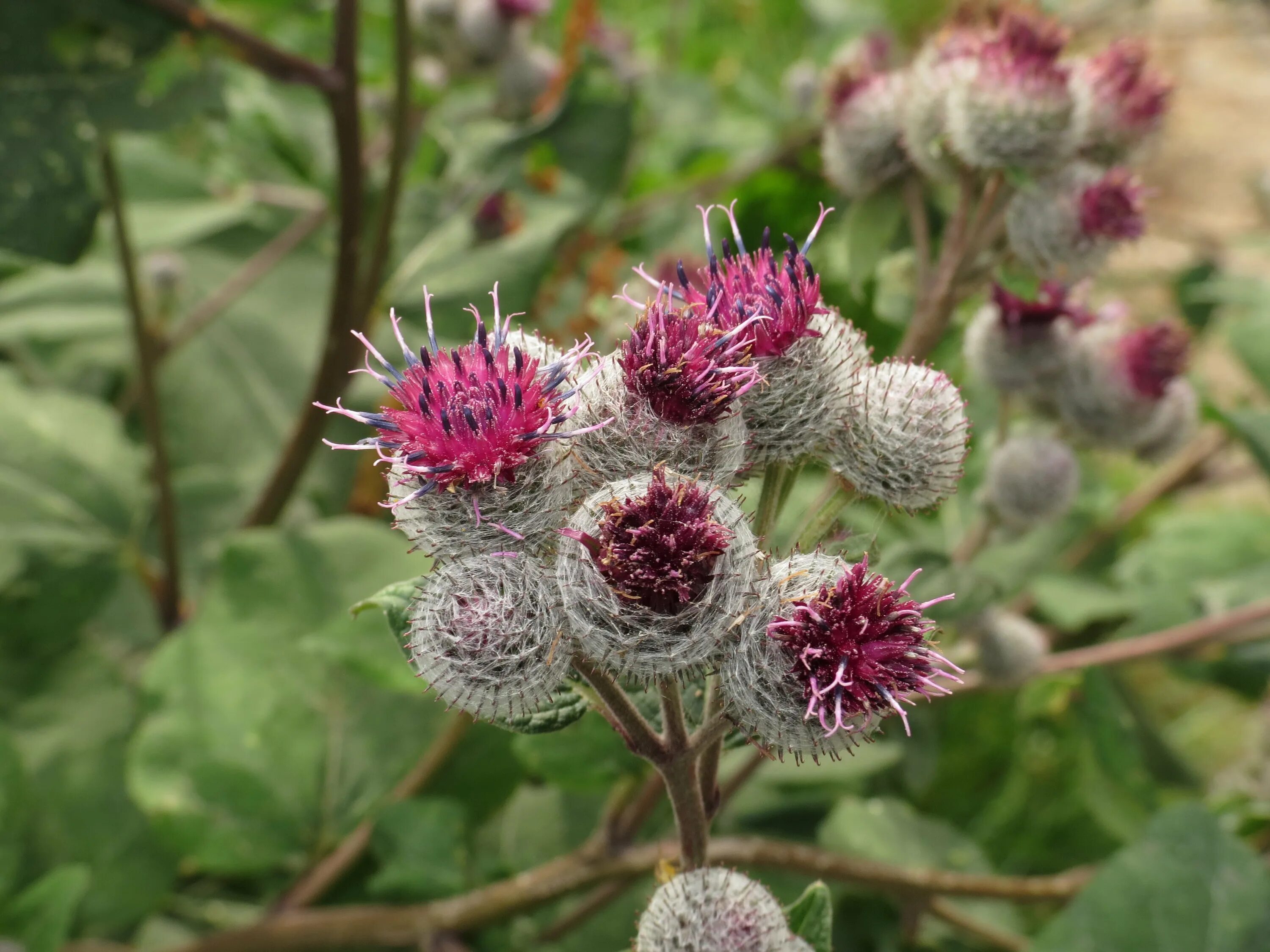 Лопух название. Arctium tomentosum. Лопух паутинистый (Arctium tomentosum). Репейник паутинистый. Лопух паутинистый -Ārctium tomentōsum.