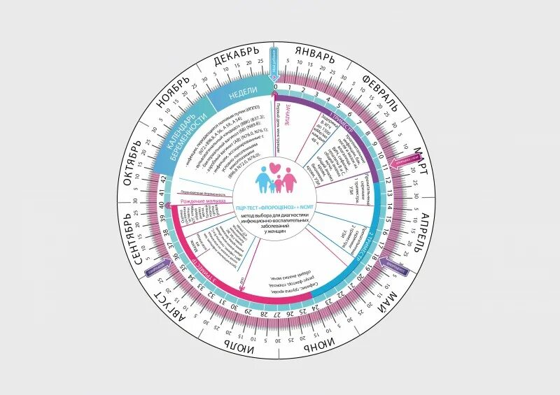 Круг для расчета срока беременности. Акушерский календарь беременности круглый. Круглый календарь для беременных. Алендарь береименности.