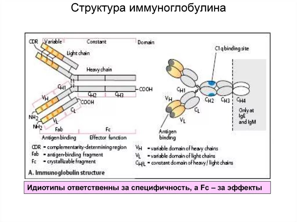 Иммуноглобулины g повышены что это значит. Структура иммуноглобулинов иммунология. Схема молекулы иммуноглобулина g микробиология. Структура иммуноглобулина iga. Структура иммуноглобулинов иммунология схема.