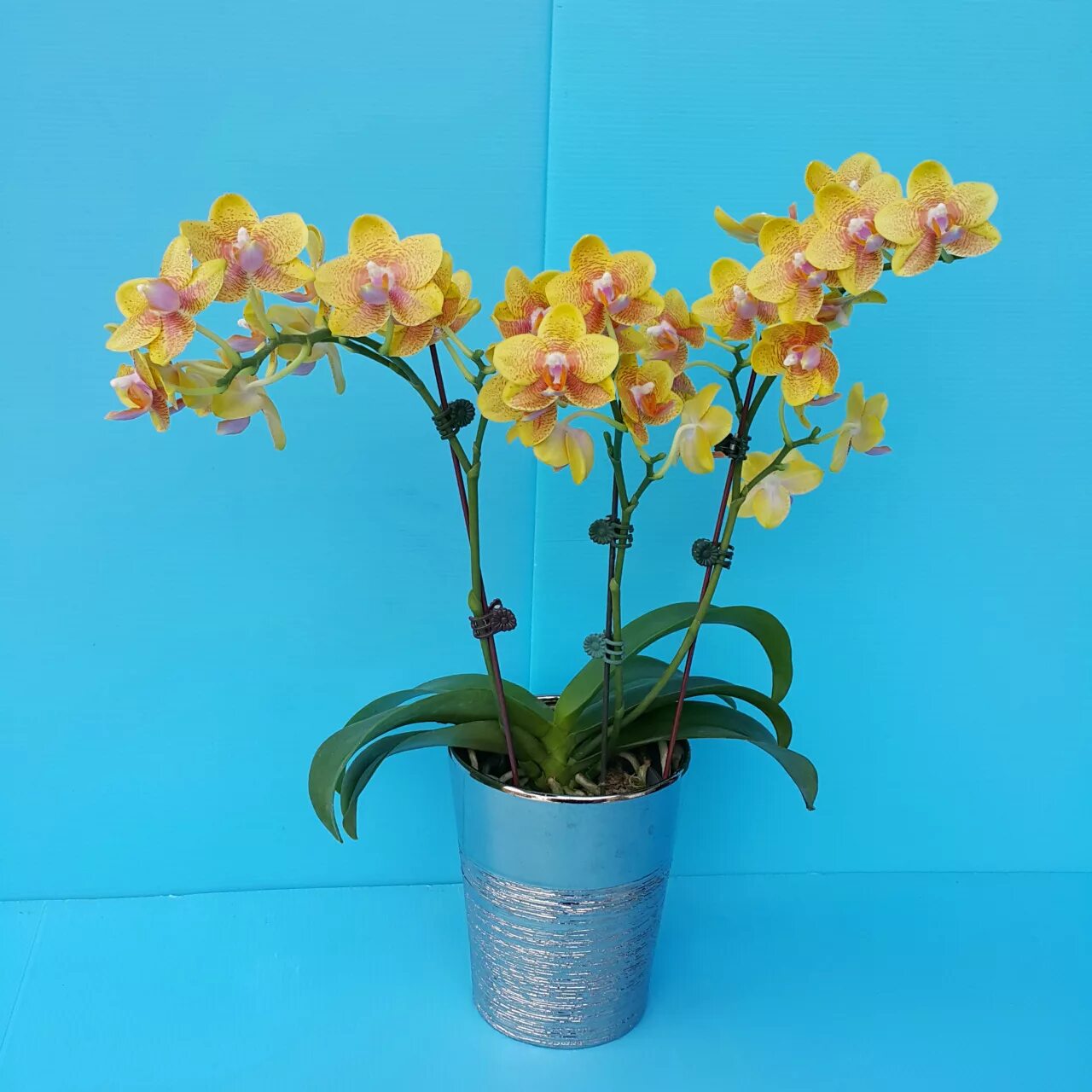 Купить желтую орхидею в горшке. Фаленопсис ov Geel. Фаленопсис van Geel. Фаленопсис Еллоу Шайн керл. Phal PF 6818.