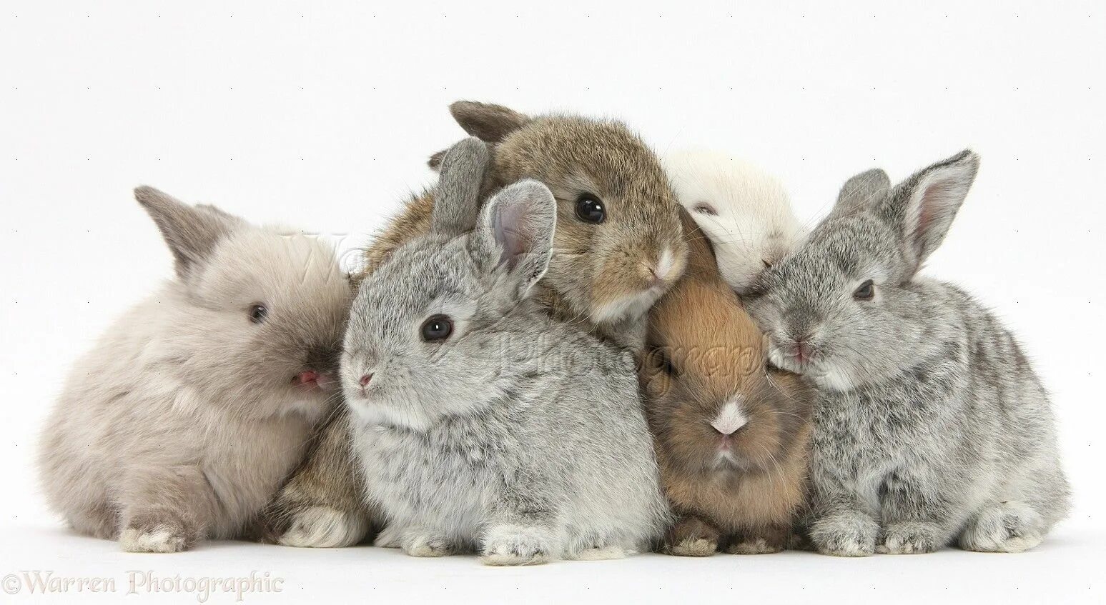 Six rabbits