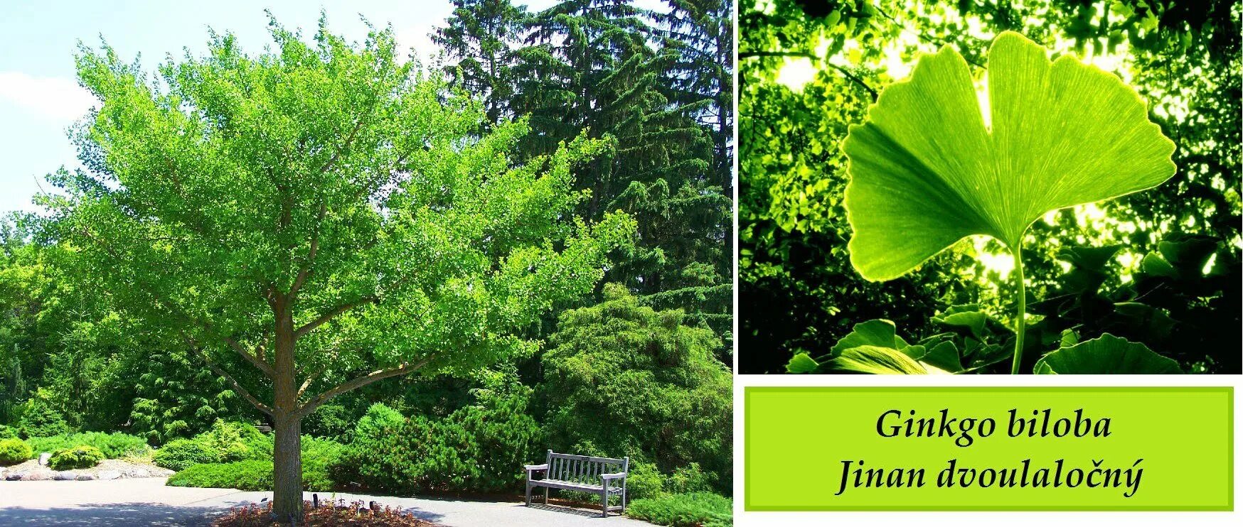 This item is unavailable Etsy Ginkgo tree, Flowering trees, Plants