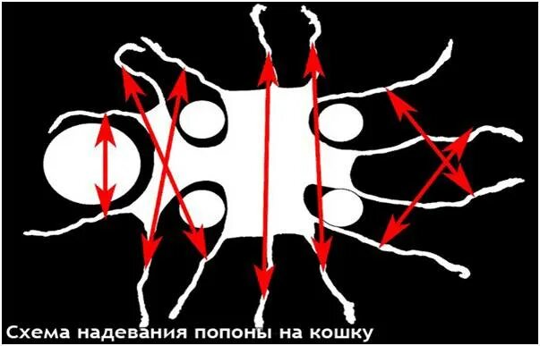 Через сколько дней можно снять попону. Как перевязывать попону кошке. как перевязать попону кошке правильно. как перевязать попону кошке правильно после стерилизации. как правильно завязывать попону кошке после стерилизации.